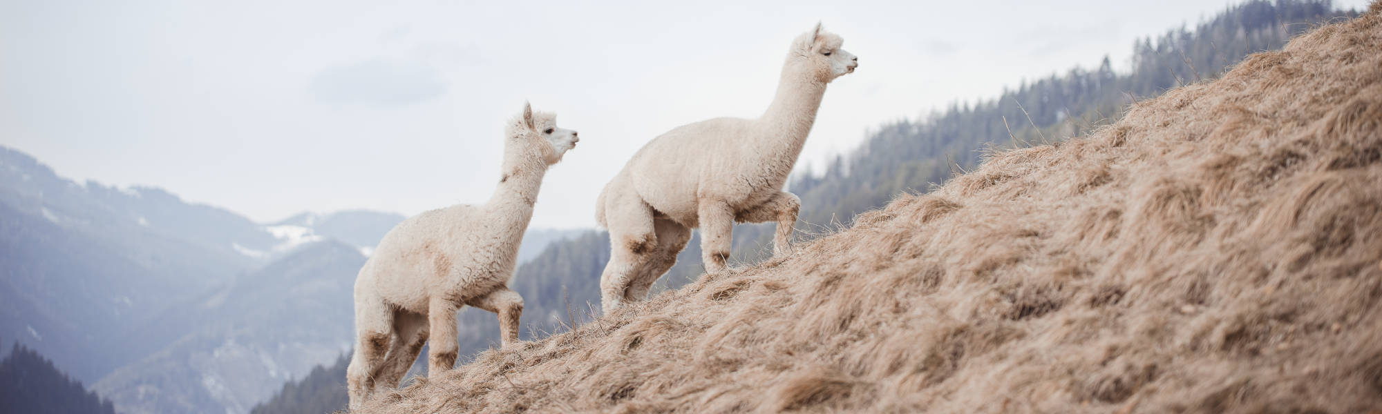Bergland Alpaka