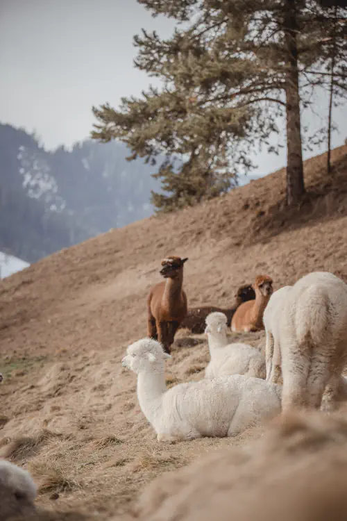 Hofführungen bei Bergland Alpaka