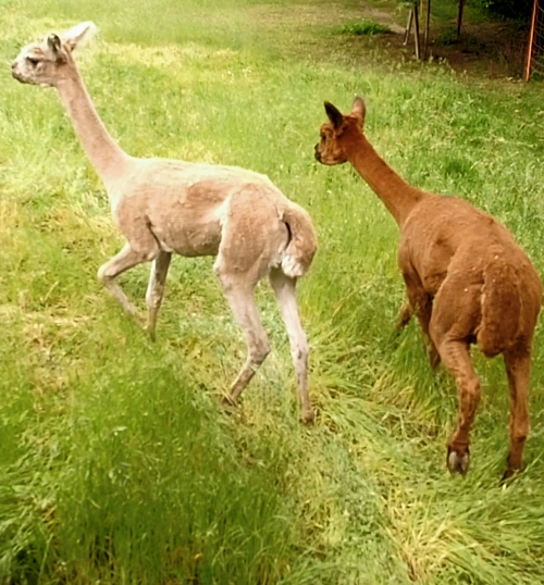 Scher-Service von Bergland Alpaka