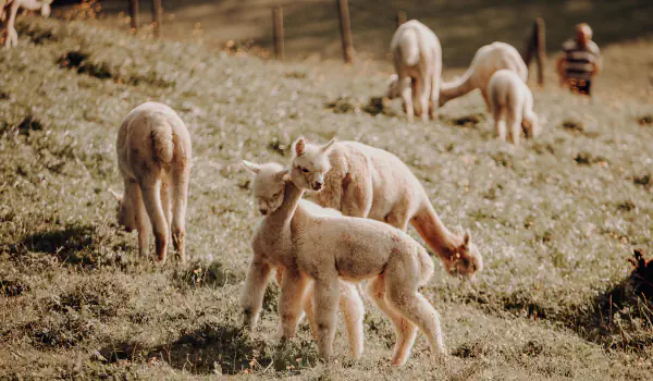 Seminare & Workshops bei Bergland Alpaka