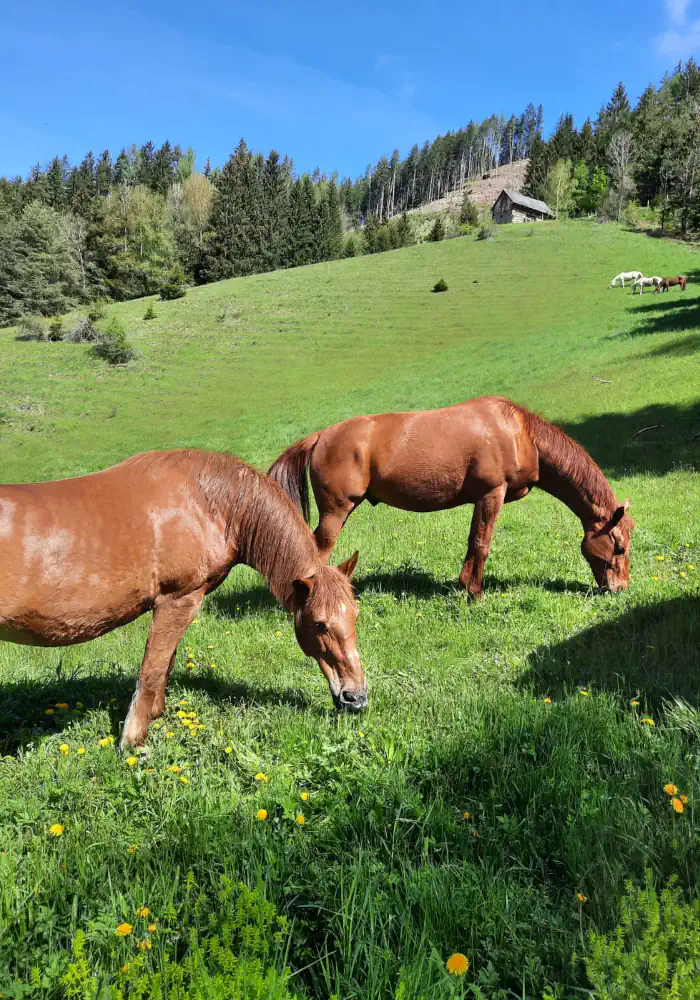 Sommerweide bei Bergland Alpaka
