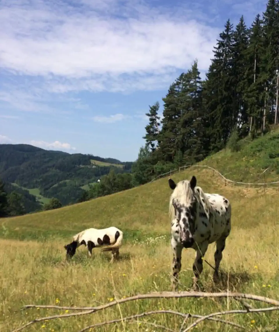 Sommerweide für Pferde bei Bergland Alpaka