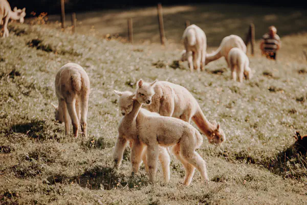 Über uns - Alpaka Bergland